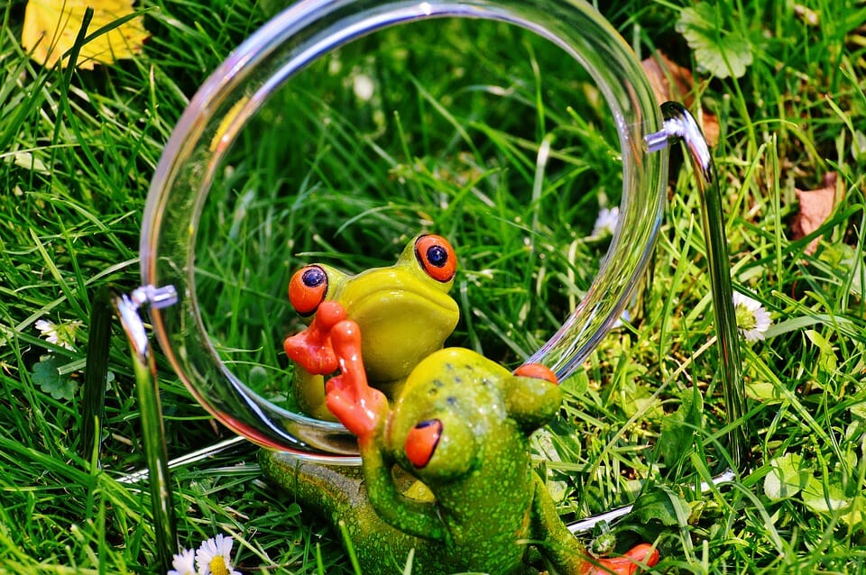 A frog rehearsing in front of a mirror